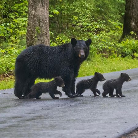 Her Majesty'S Way, Awesome Mtn Views, 1089 Free Tickets Each Paid Day, Dollywood And More Gatlinburg Bagian luar foto