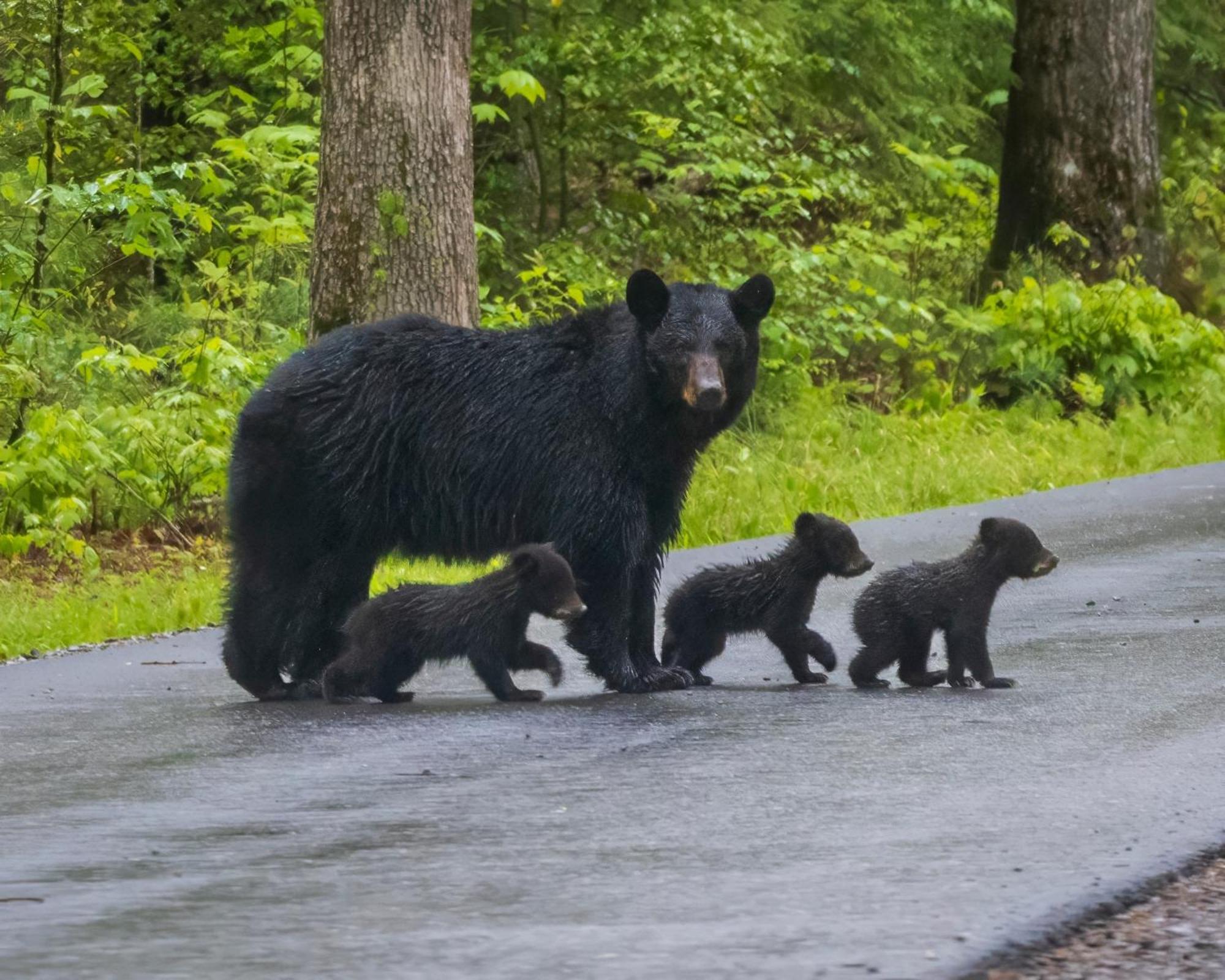 Her Majesty'S Way, Awesome Mtn Views, 1089 Free Tickets Each Paid Day, Dollywood And More Gatlinburg Bagian luar foto